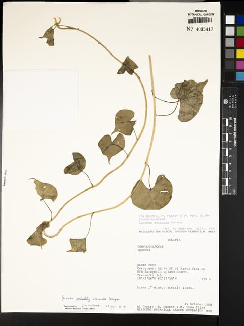 Ipomoea vivianae