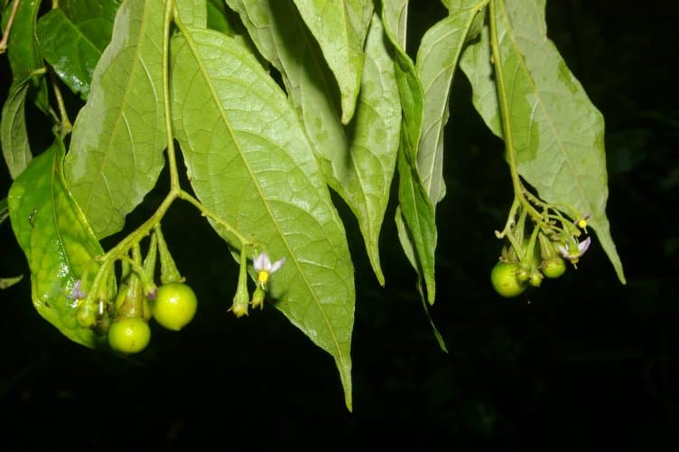 Solanum celsum