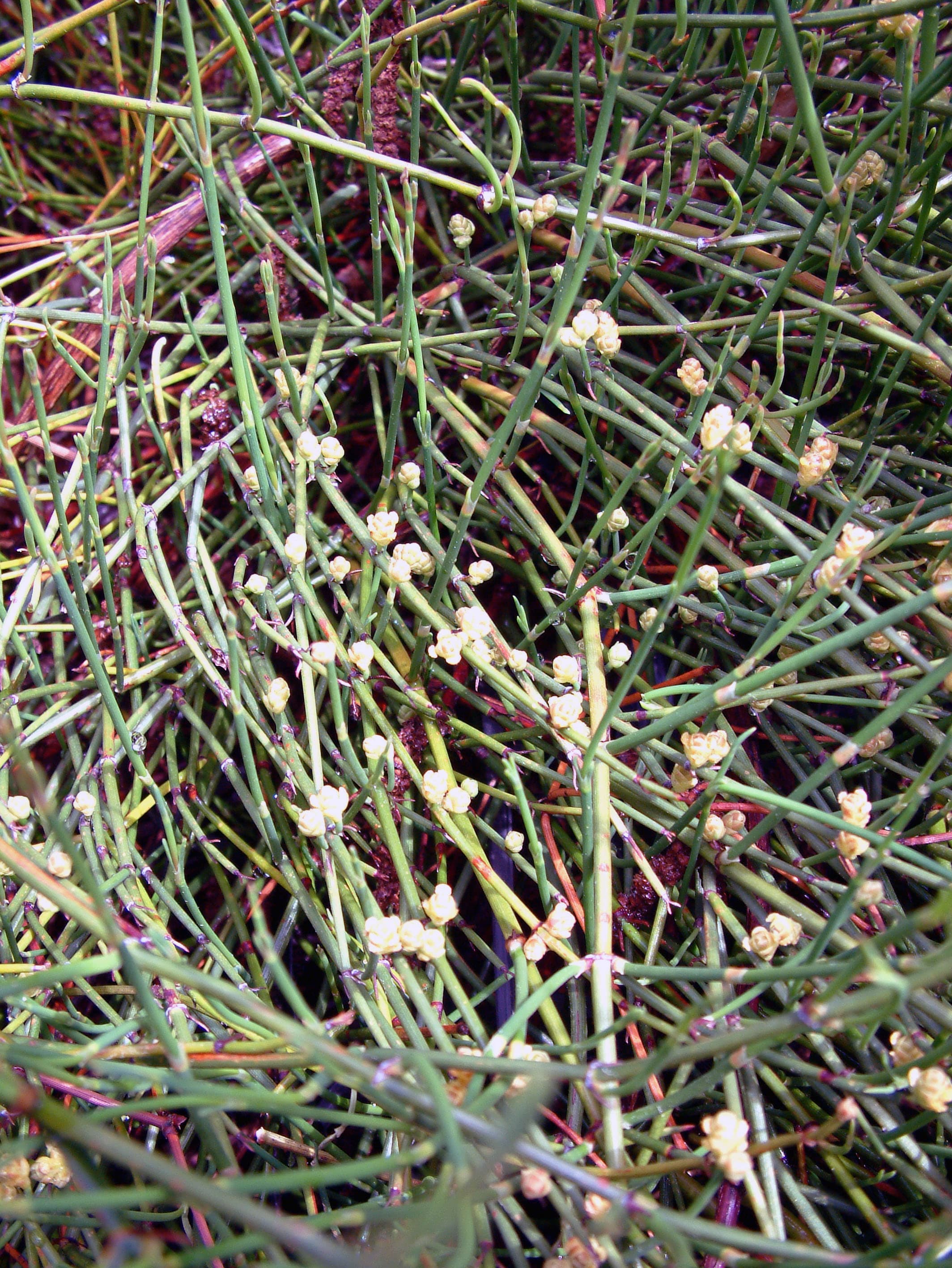 Ma Huang (Ephedra)