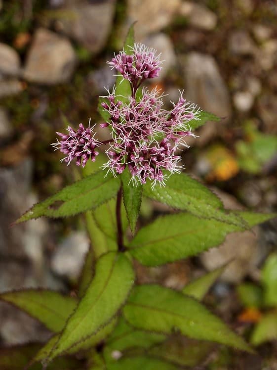 Joe Pye Weed
