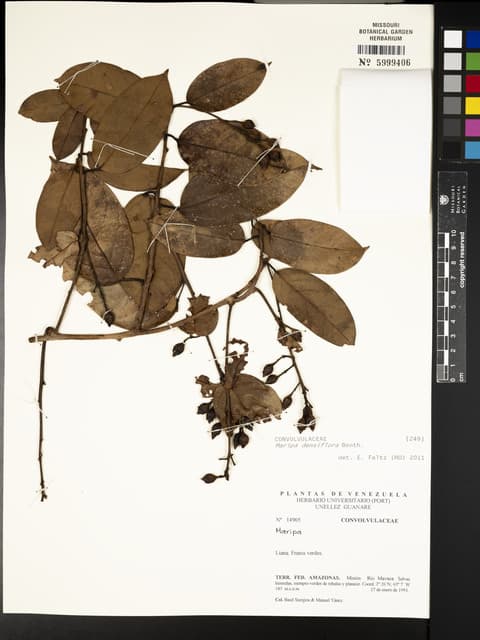 Maripa densiflora