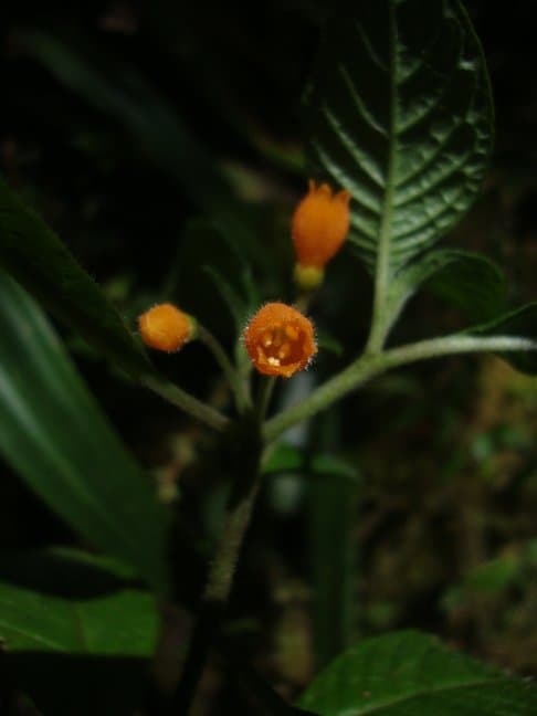 Deprea oxapampensis