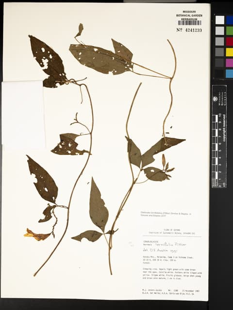 Distimake ternifoliolus