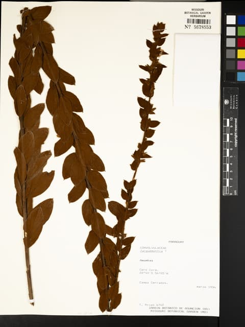 Jacquemontia turneroides