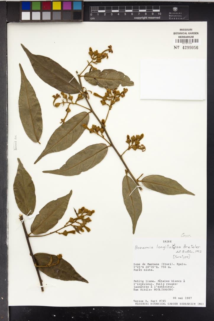 Bonamia longitubulosa
