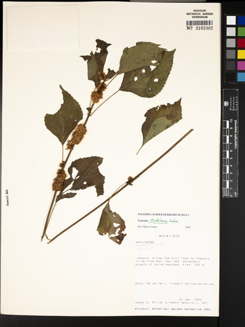Cuscuta strobilacea
