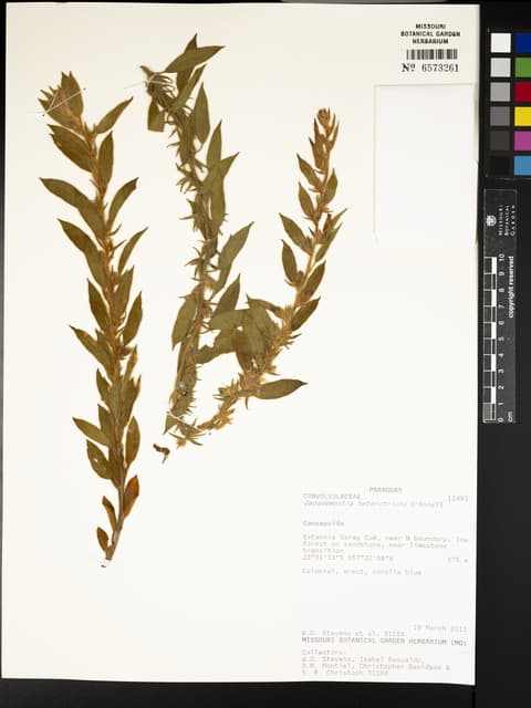 Jacquemontia fruticulosa