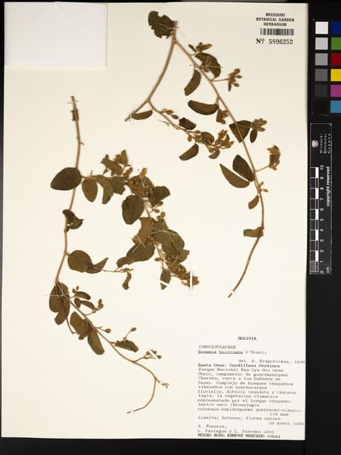 Bonamia boliviana