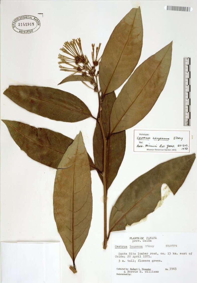 Cestrum langeanum