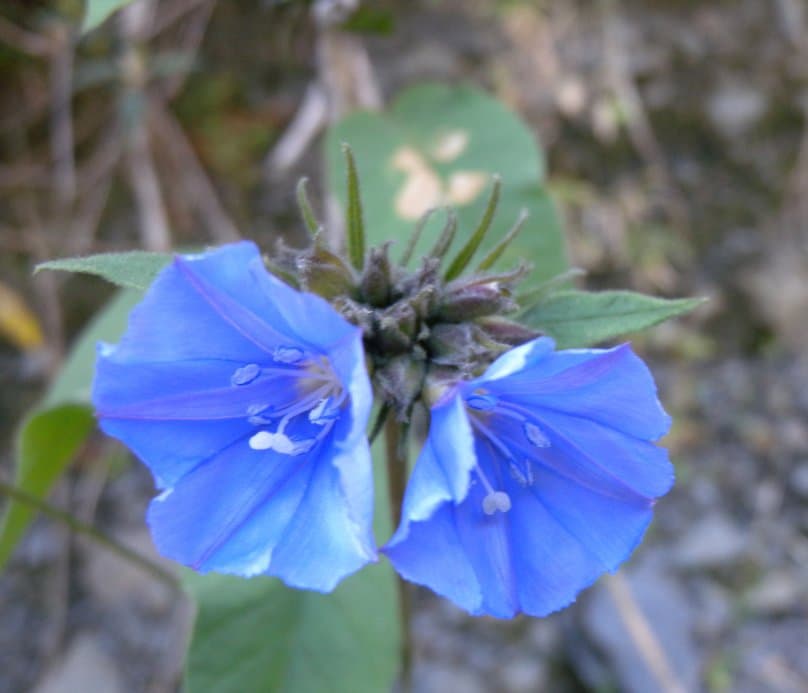 Jacquemontia longipedunculata