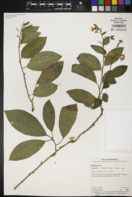 Cestrum dasyanthum