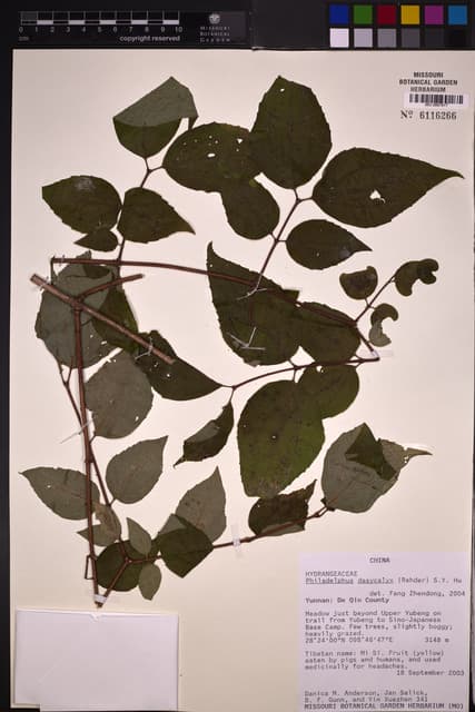 Philadelphus dasycalyx