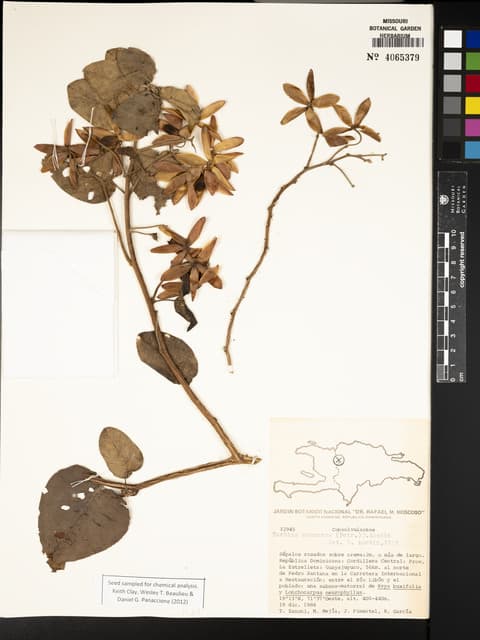 Ipomoea racemosa