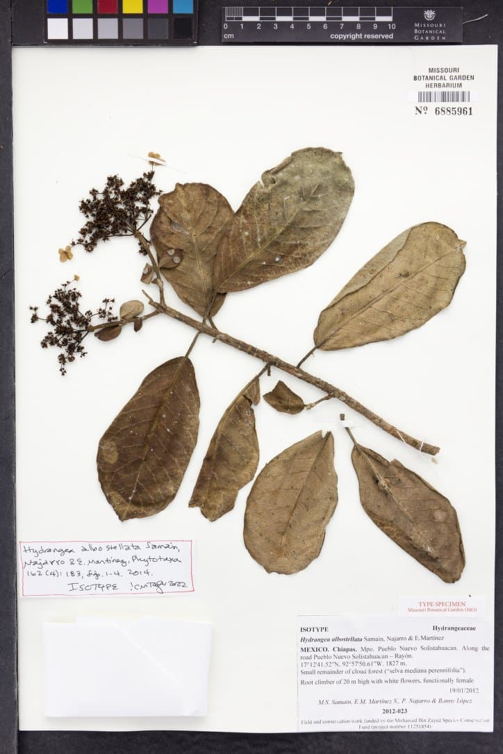 Hydrangea albostellata