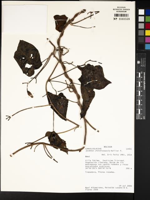 Ipomoea chondrosepala