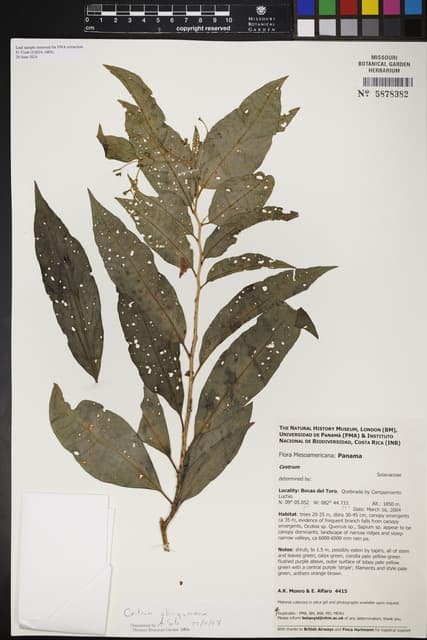 Cestrum amistadense