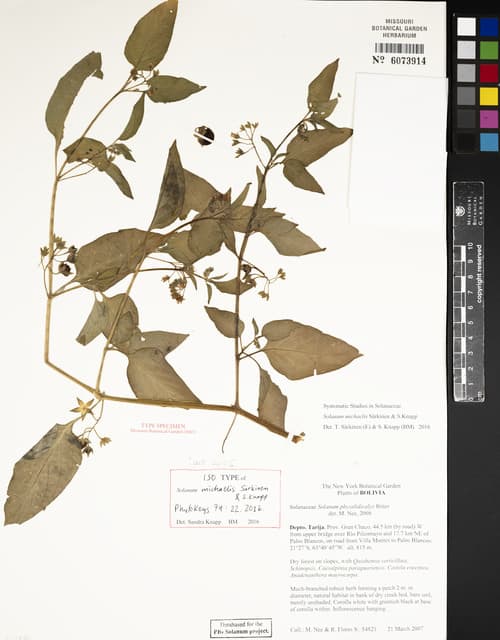 Solanum michaelis