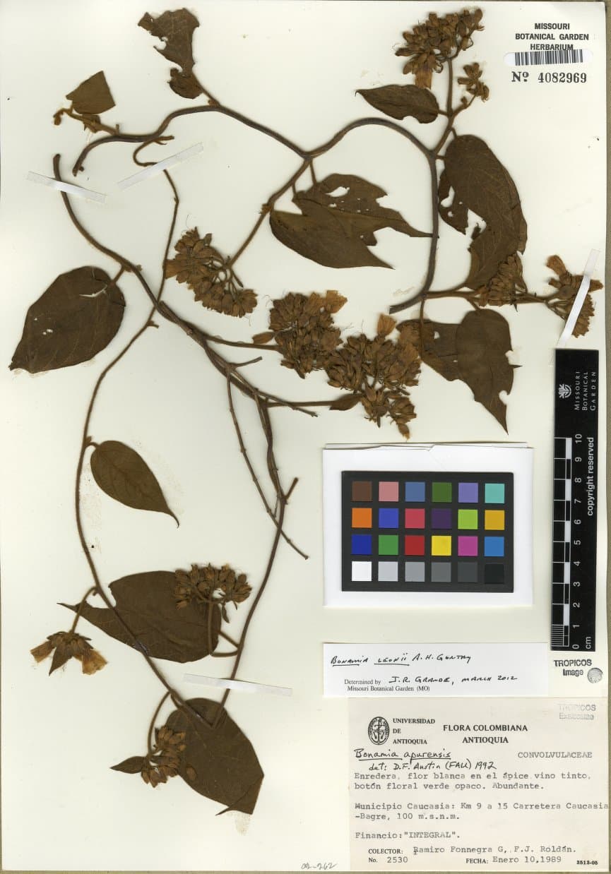 Bonamia leonii