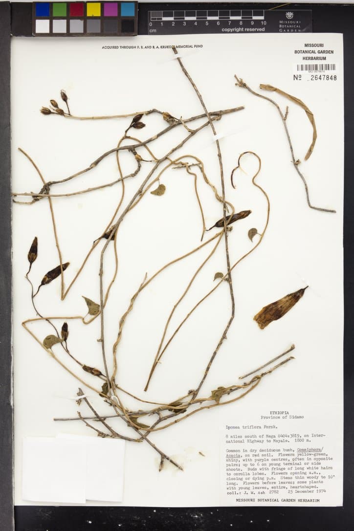 Ipomoea triflora