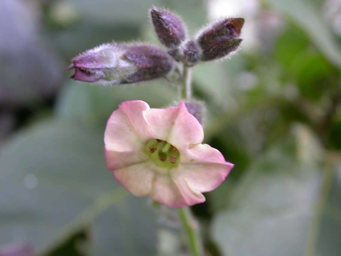 Nicotiana arentsii