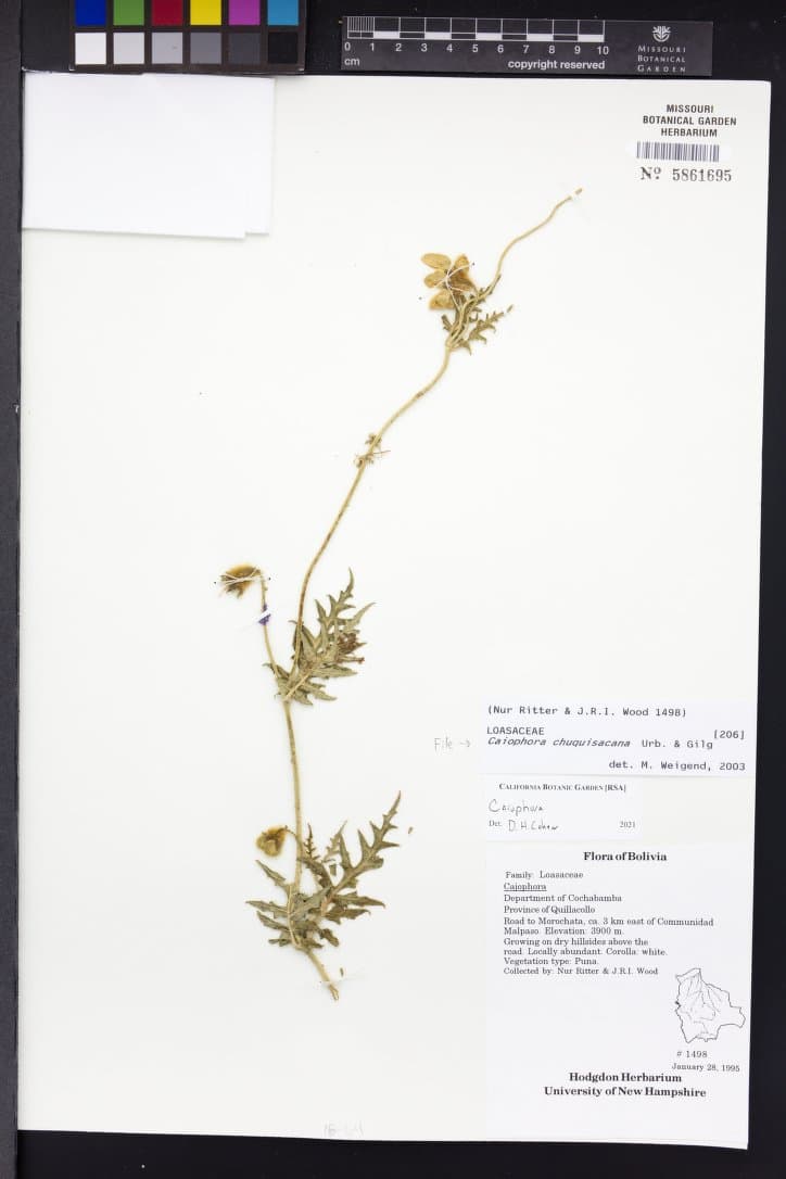 Caiophora chuquisacana