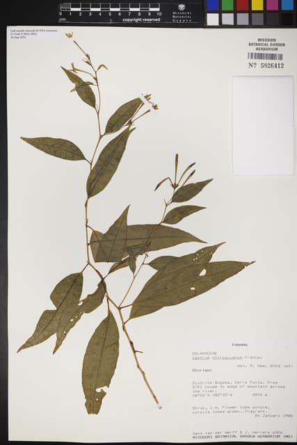 Cestrum chiriquianum