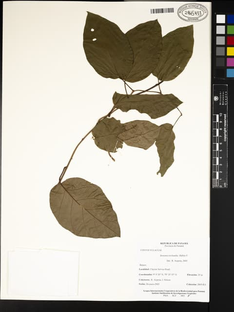 Bonamia trichantha