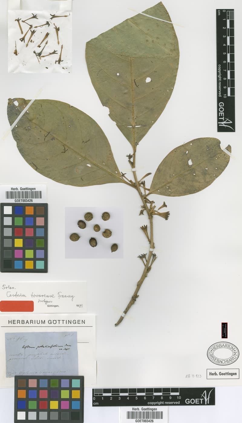 Potaliifolium Cestrum