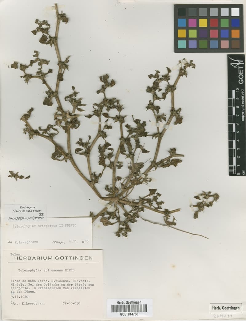 Sclerophylax trispermus