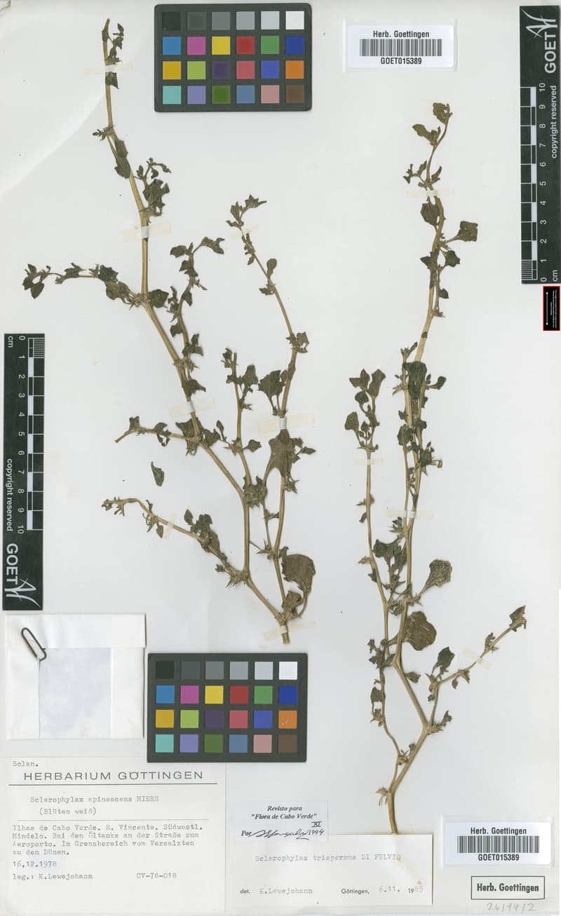 Sclerophylax trispermus