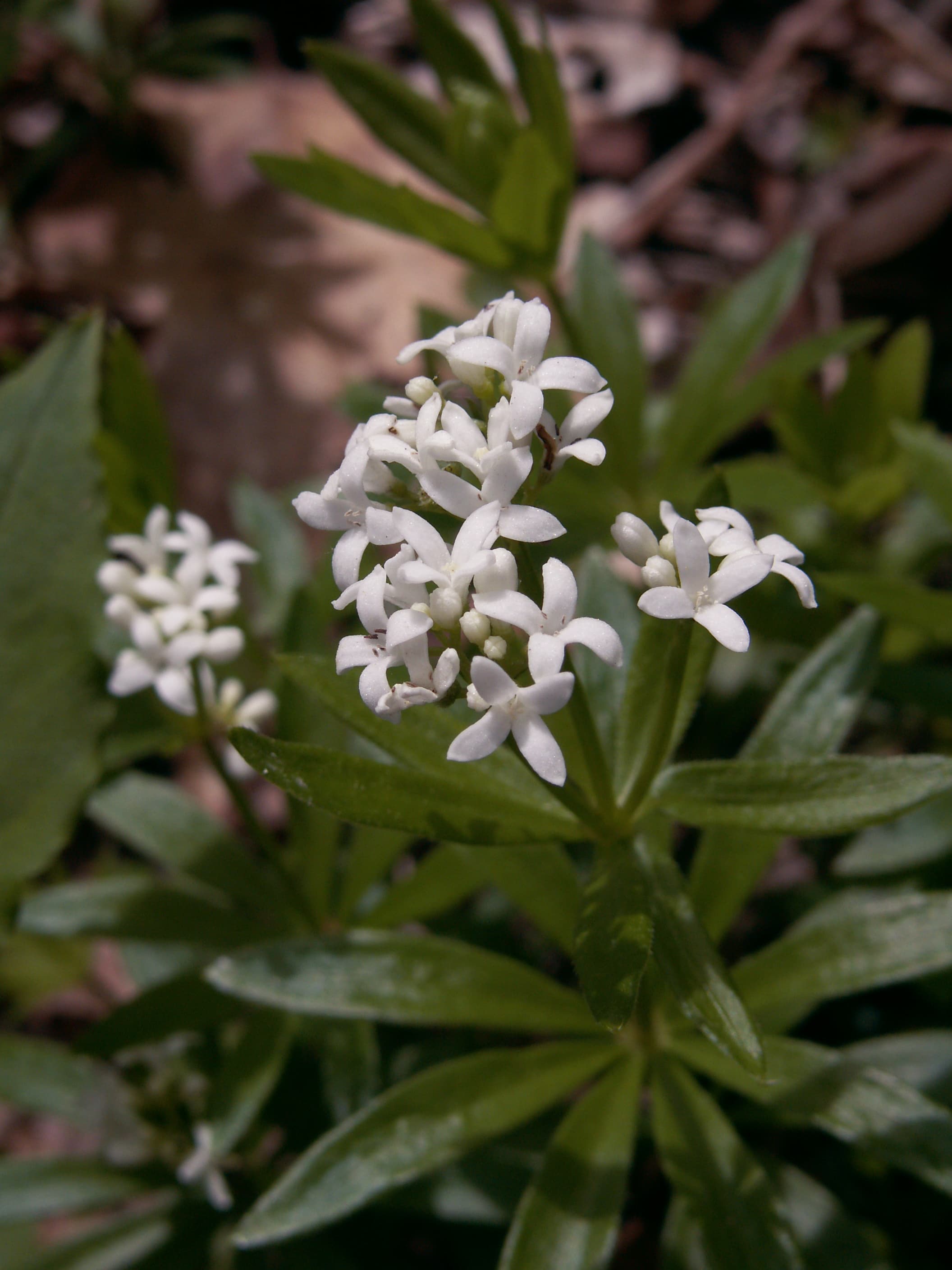 Sweet Woodruff