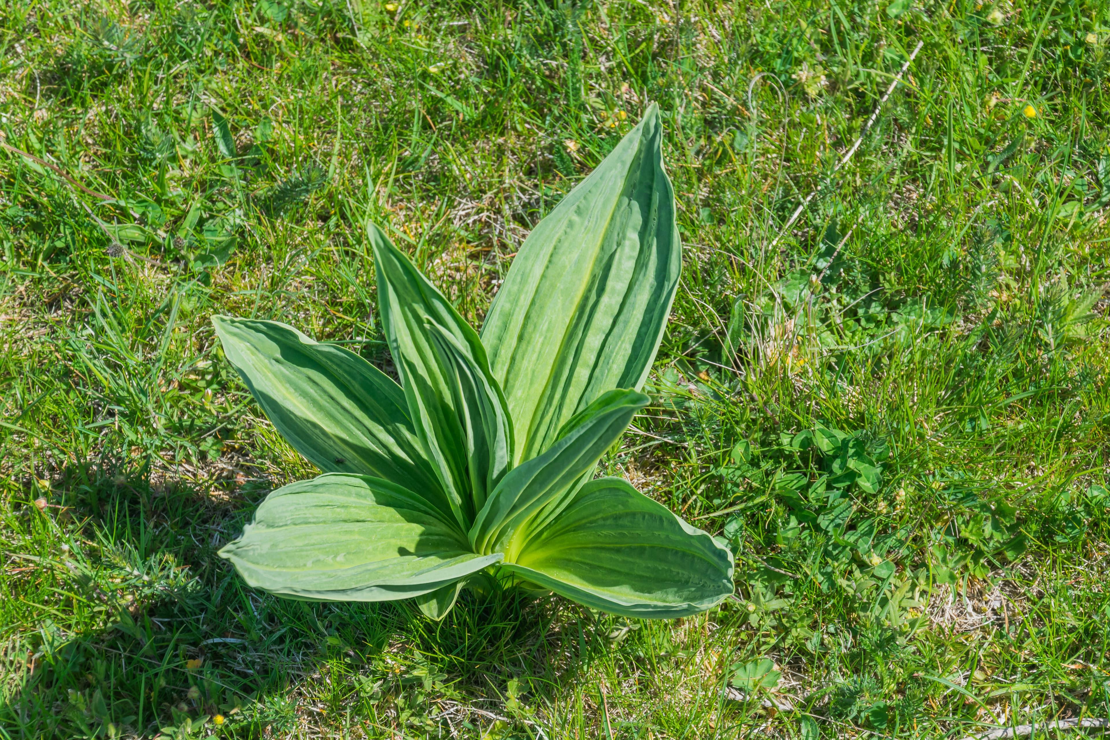Gentian