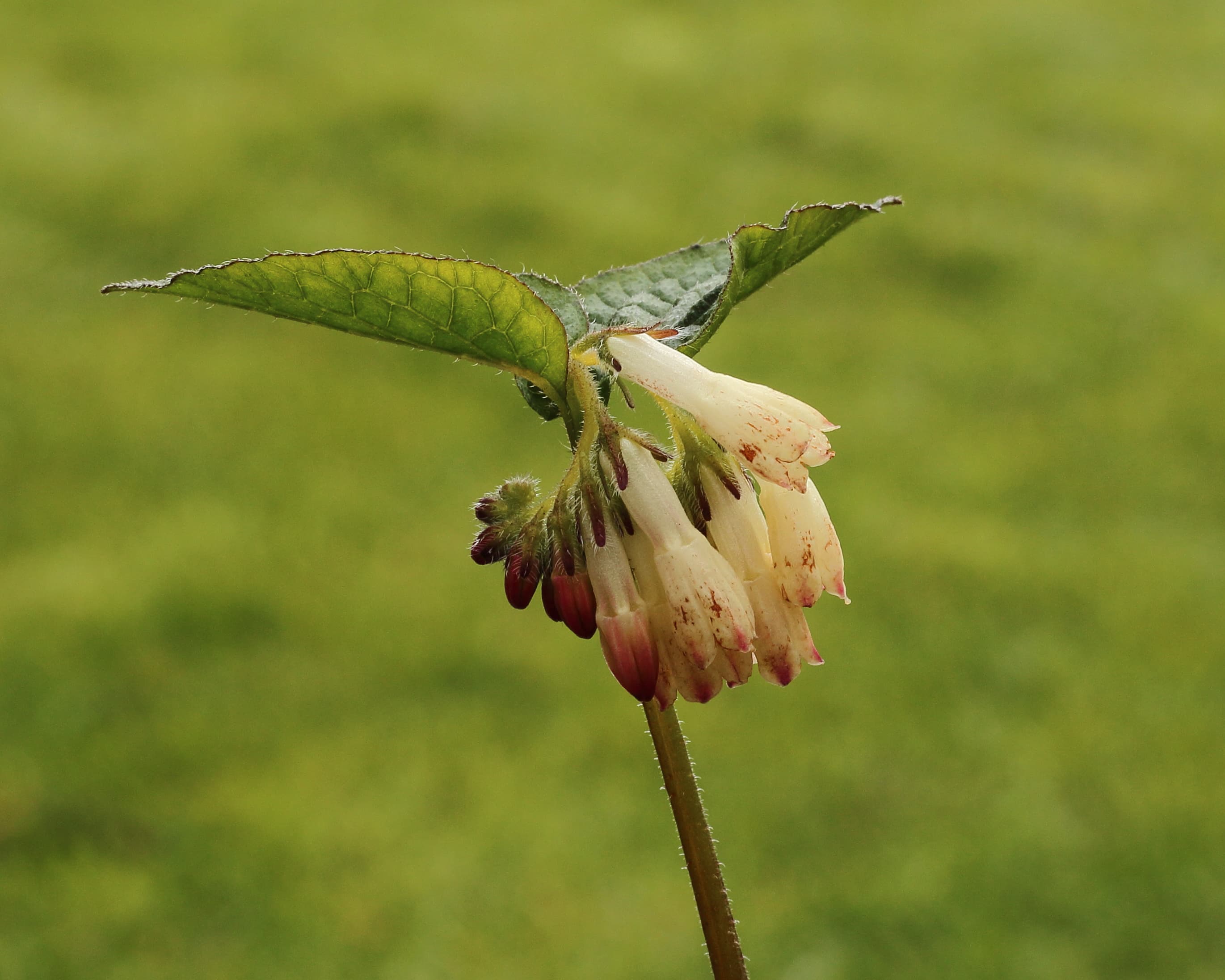 Comfrey