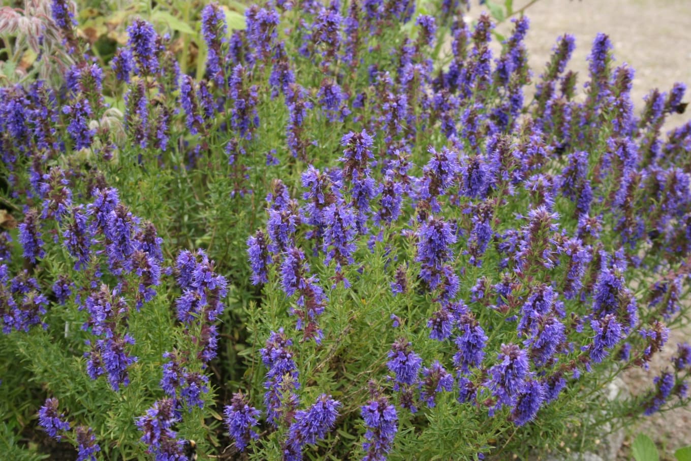 Hyssop