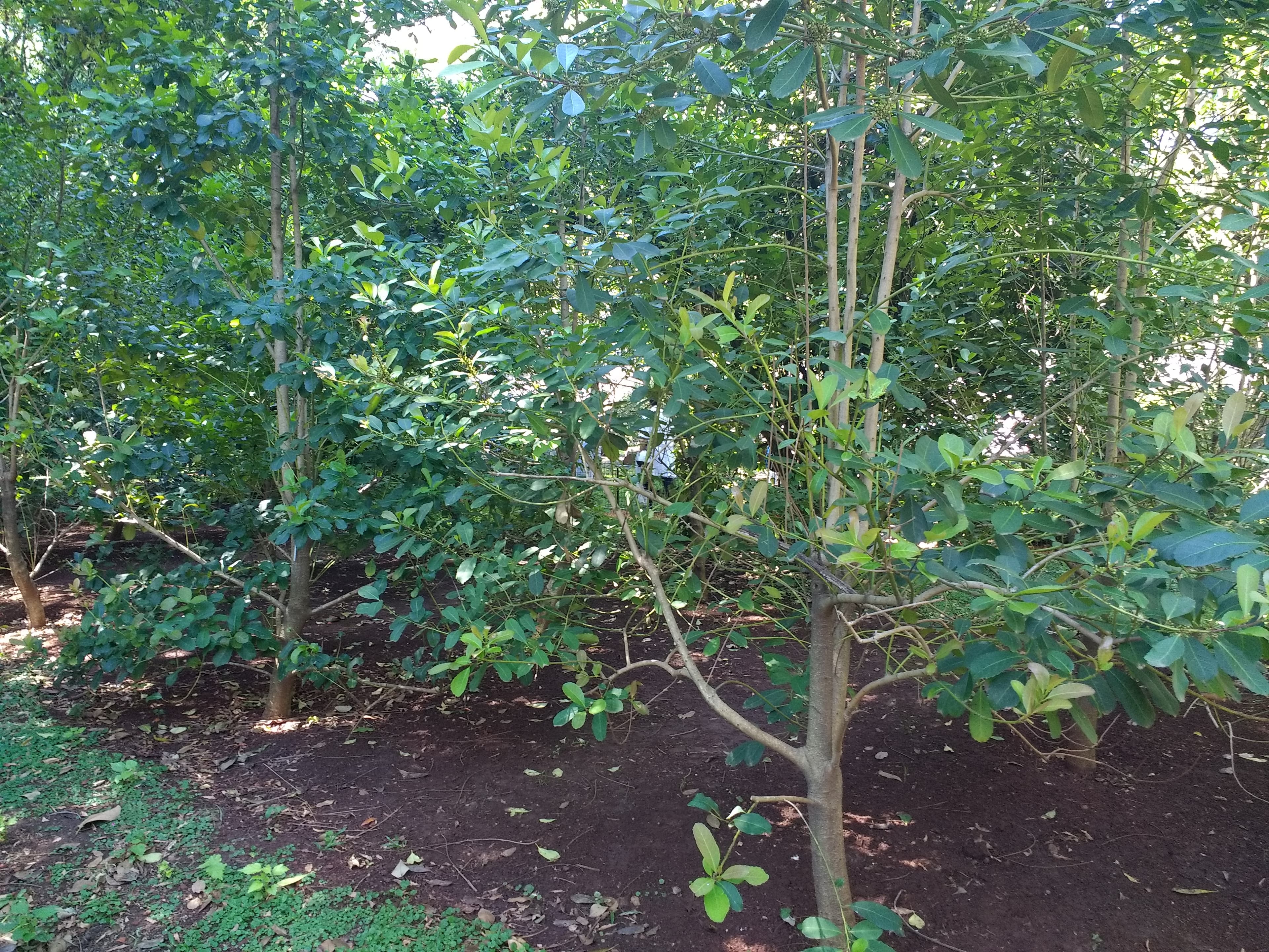 Yerba Maté