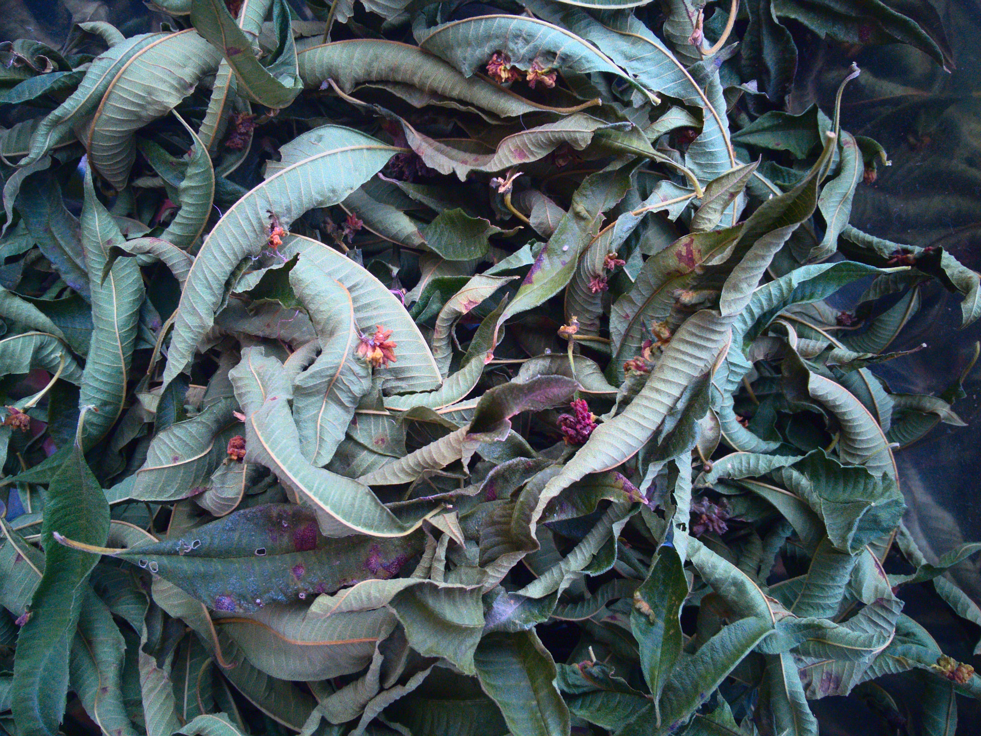 Lemon Verbena