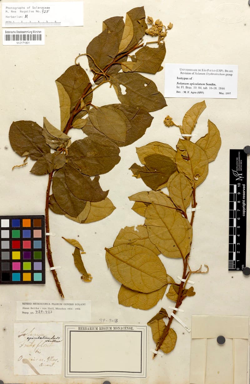 Solanum apiculatum