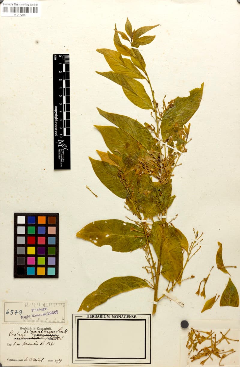 Cestrum polyanthum