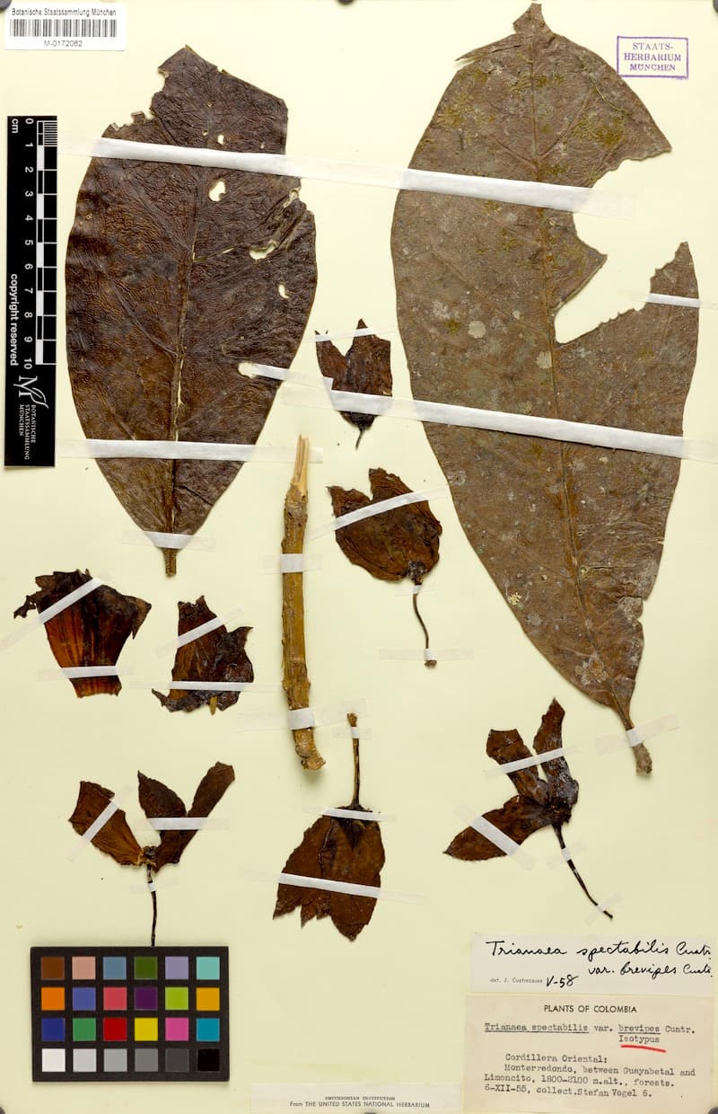 Trianaea brevipes