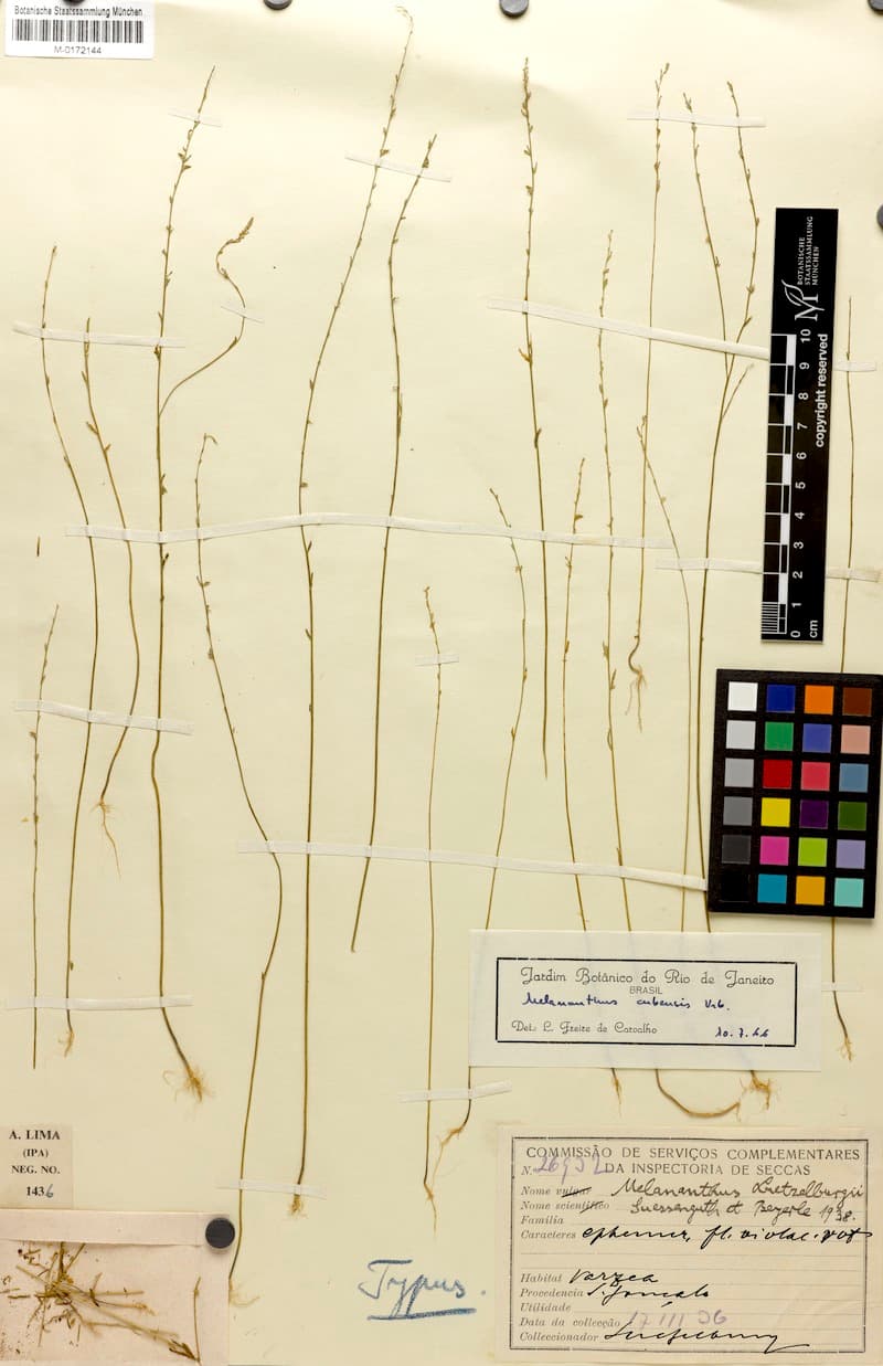 Melananthus cubensis