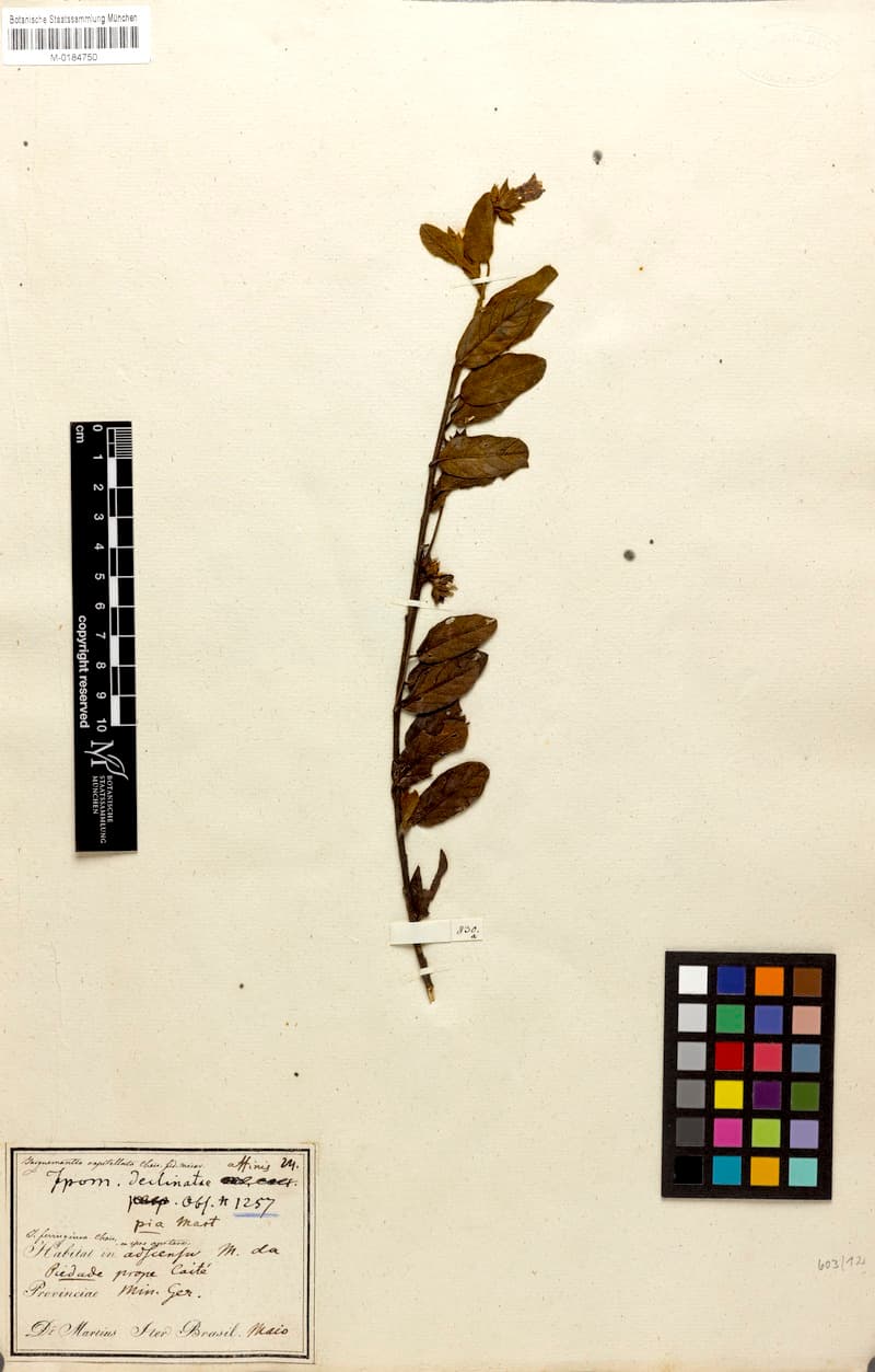 Jacquemontia capitellata