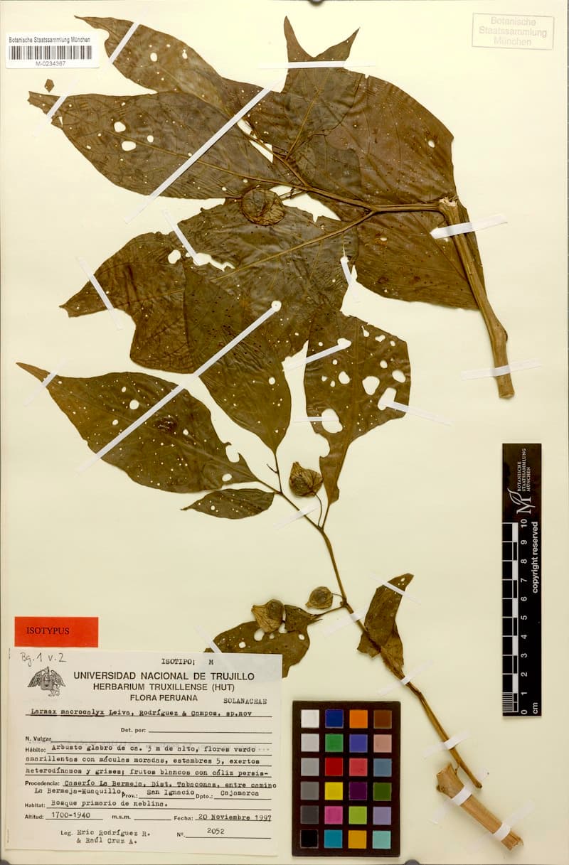 Deprea macrocalyx