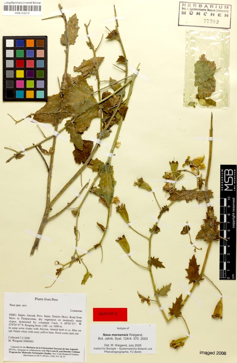 Nasa moroensis