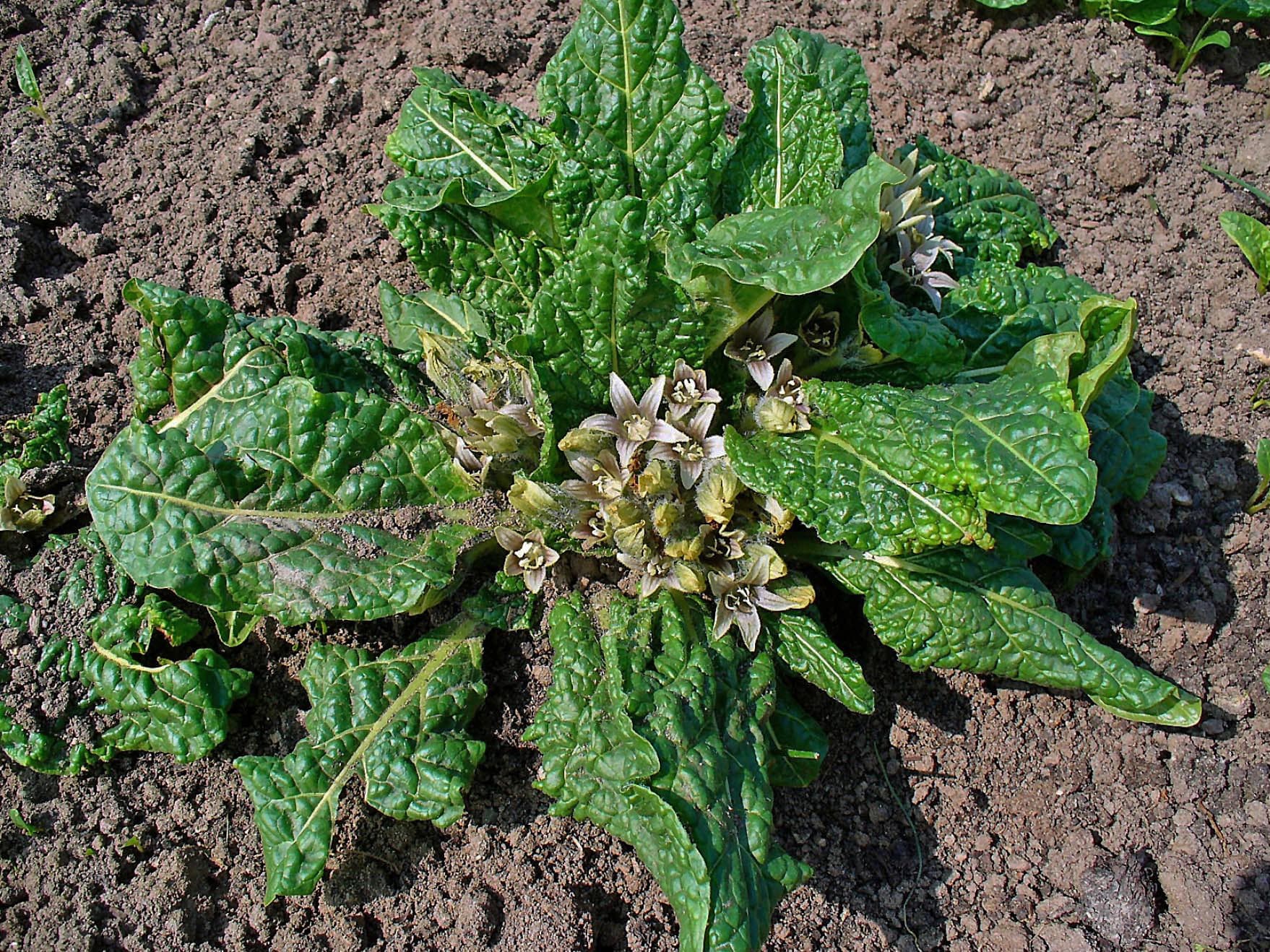 Mandrake
