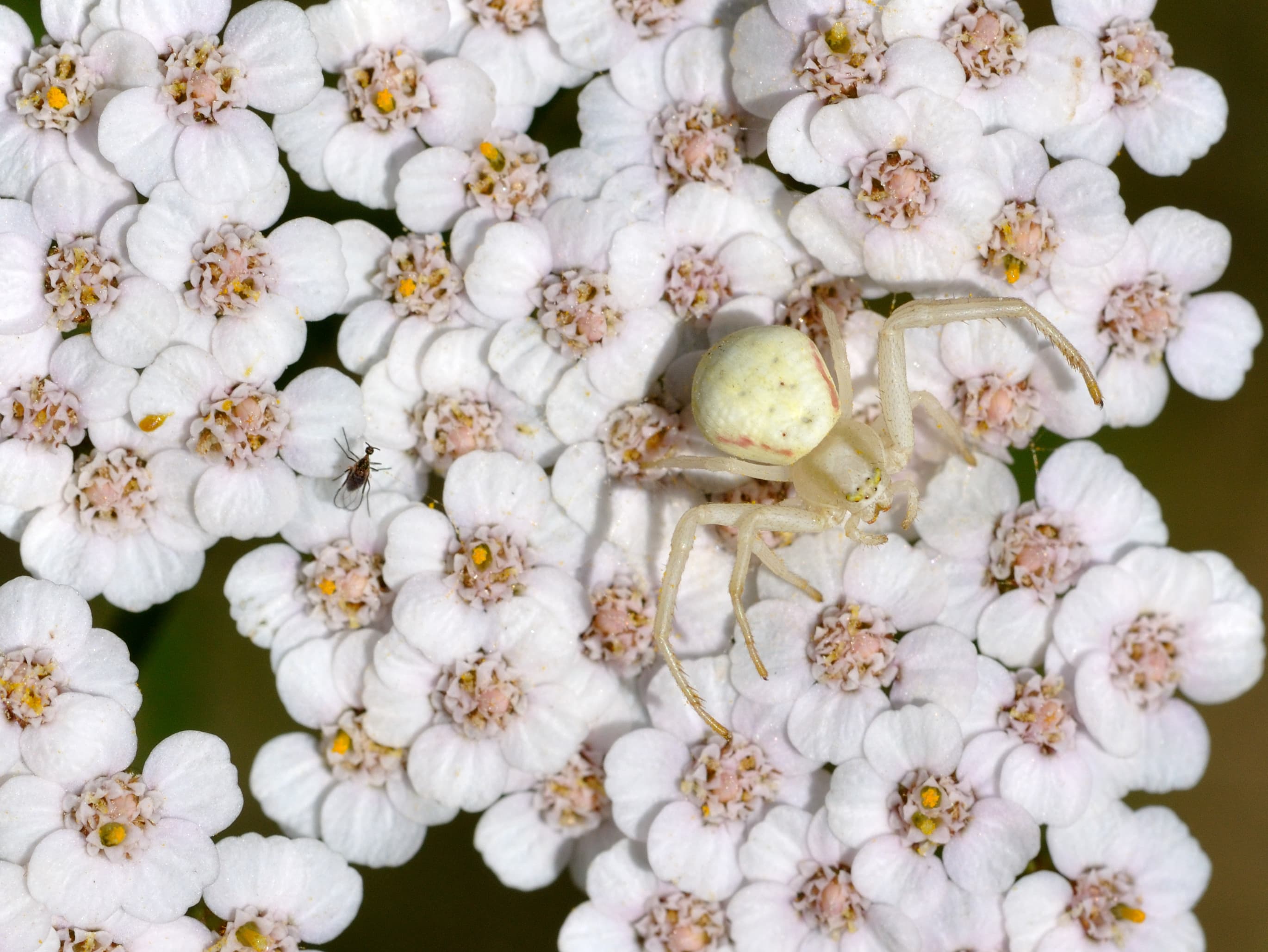 Yarrow