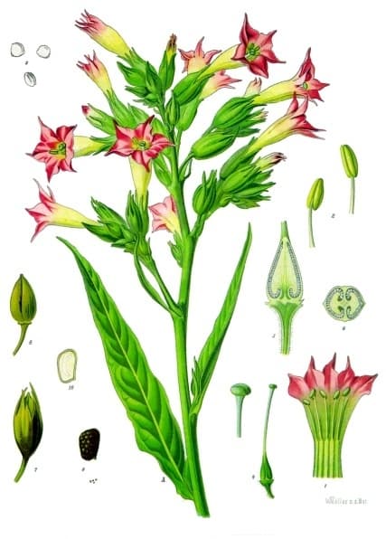 Tobacco