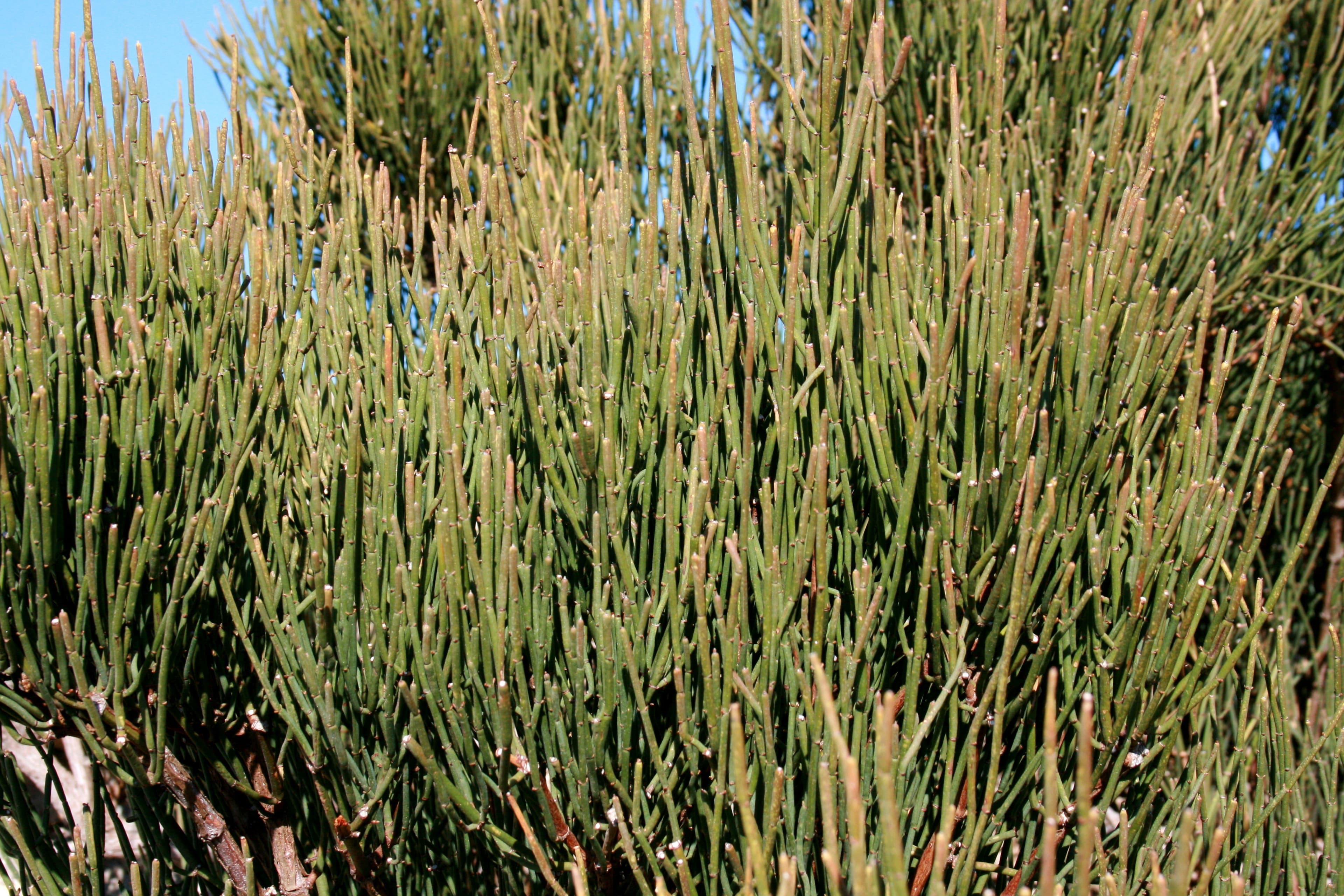 Ephedra