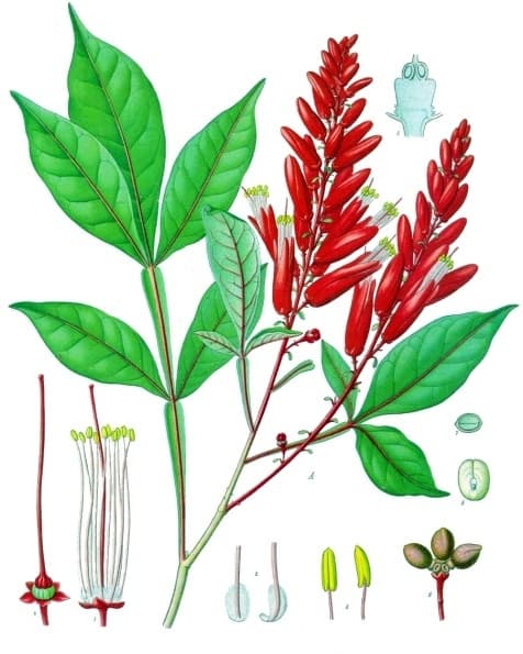 Quassia