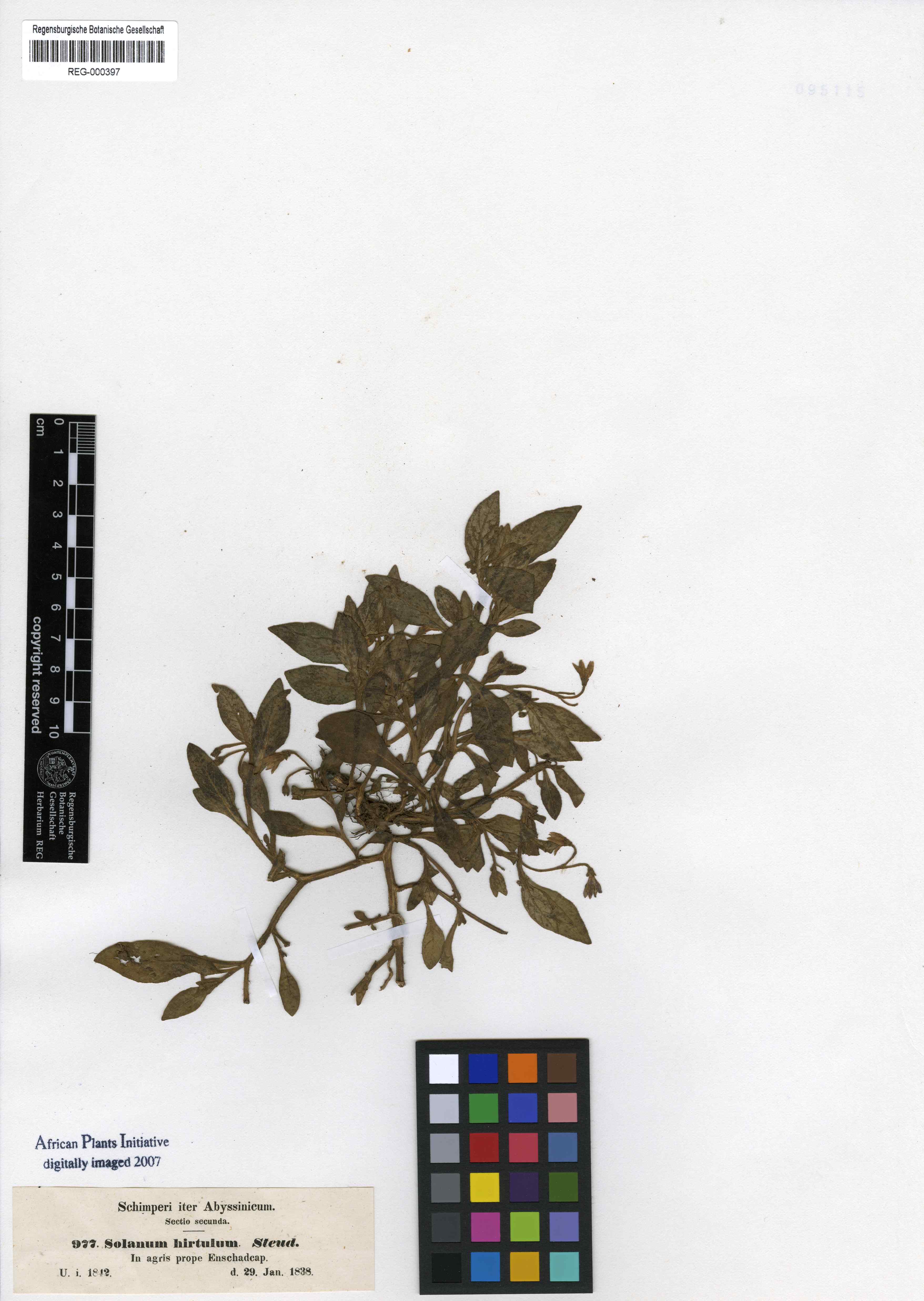 Solanum hirtulum