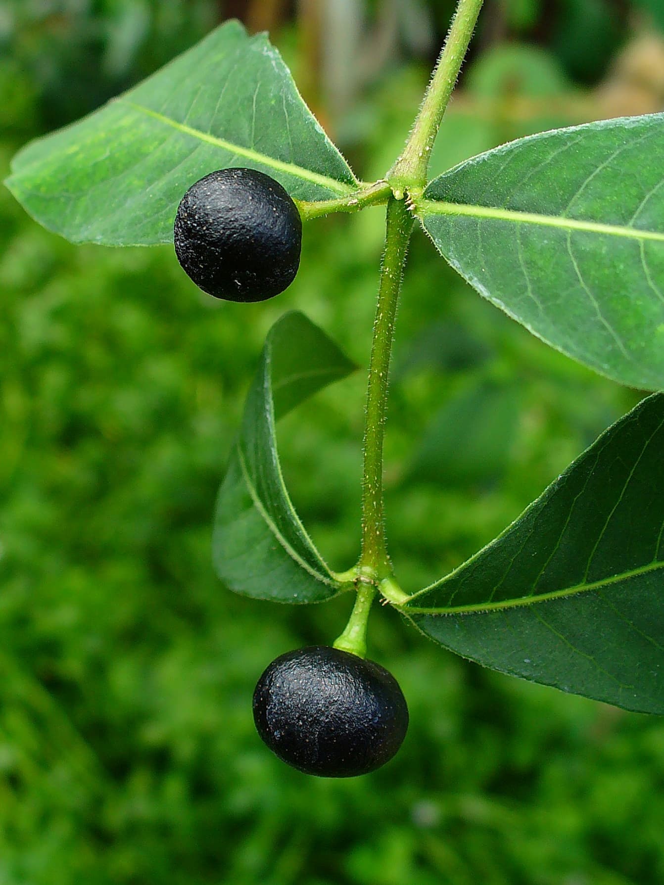 Indian snakeroot